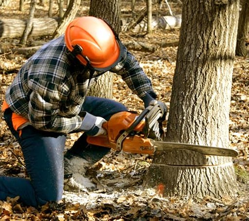 Tree Removal in Worthville, KY